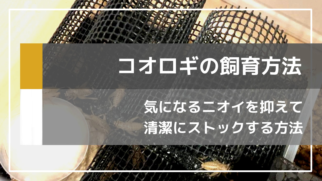 餌用コオロギのおすすめ飼育環境を紹介します【臭い抑制】