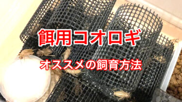 餌用コオロギのおすすめ飼育環境を紹介します 臭い抑制 ささき家の休日