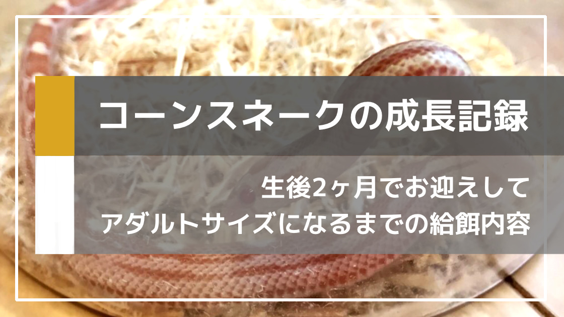 コーンスネークの給餌間隔と餌のサイズ【成長記録】