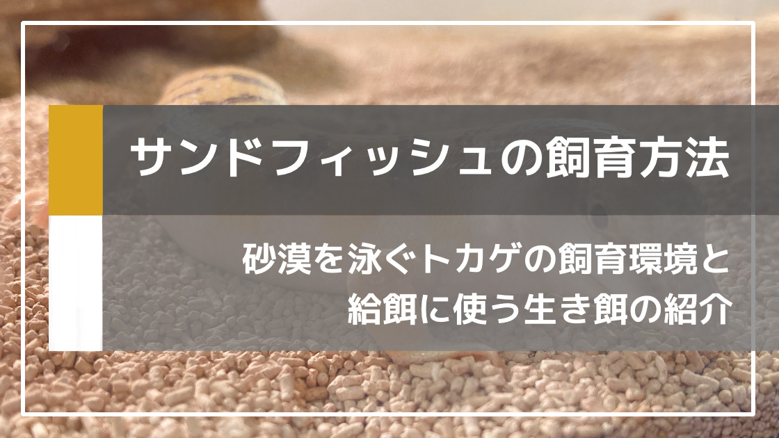 【砂漠を飼う】サンドフィッシュスキンクの飼育環境