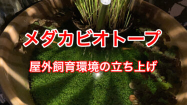 緑の絨毯のメダカビオトープの作り方 めだか鉢屋外飼育 ささき家の休日 緑の絨毯のメダカビオトープの作り方 めだか鉢屋外飼育 ささき家の休日