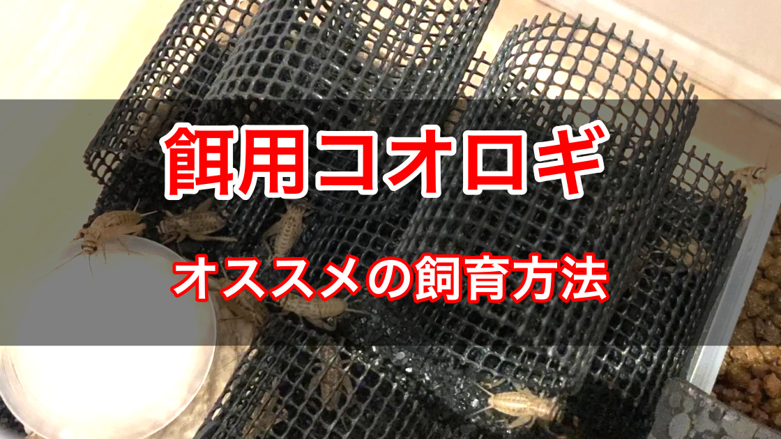 餌用コオロギのおすすめ飼育環境を紹介します 臭い抑制 ささき家の休日