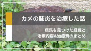 イシガメが肺炎と水カビ病になった時の治療内容と治療費のまとめ